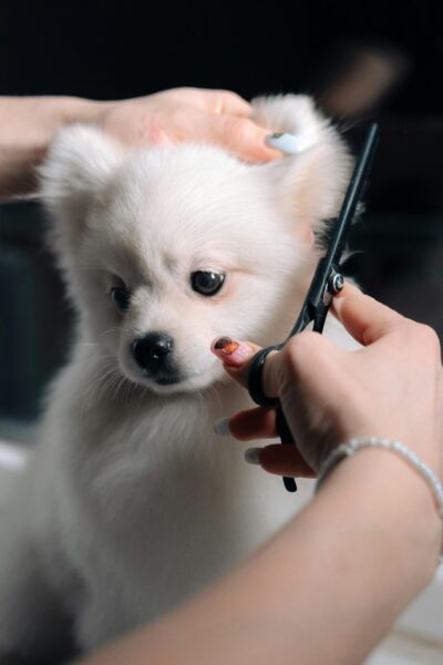 Pet Grooming Scissors